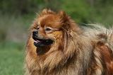 SPITZ ALLEMAND 449